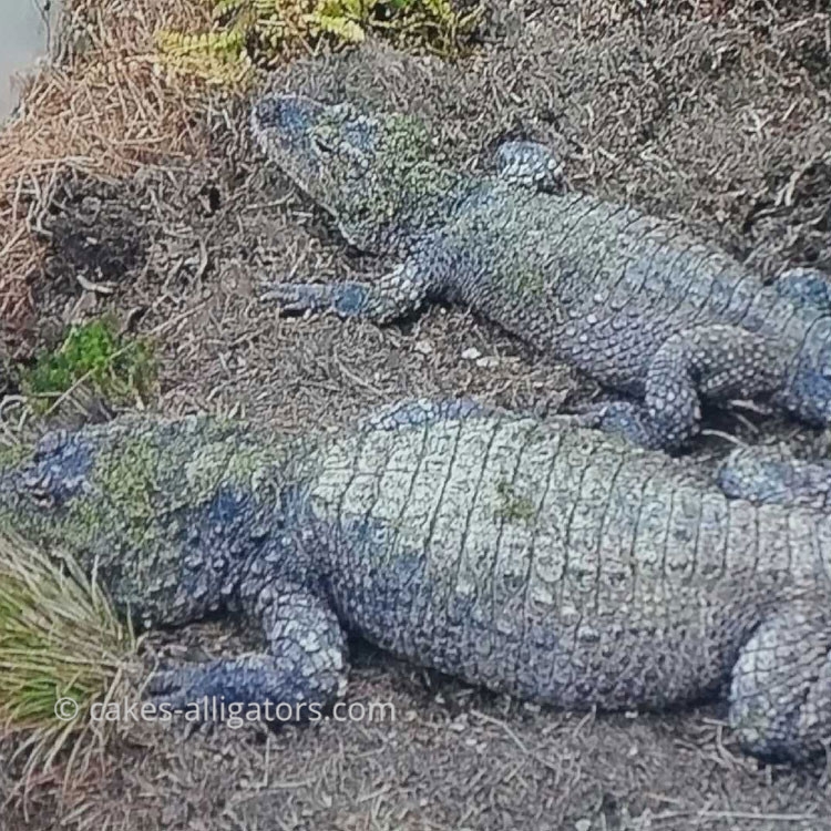 Different sized Chinese Alligators