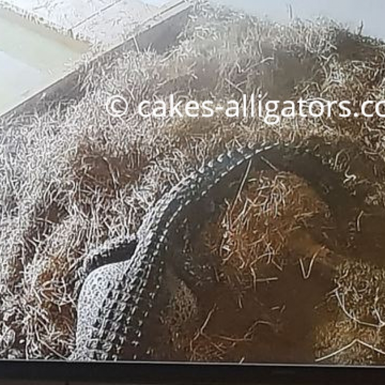 Chinese Alligator on top of her nest