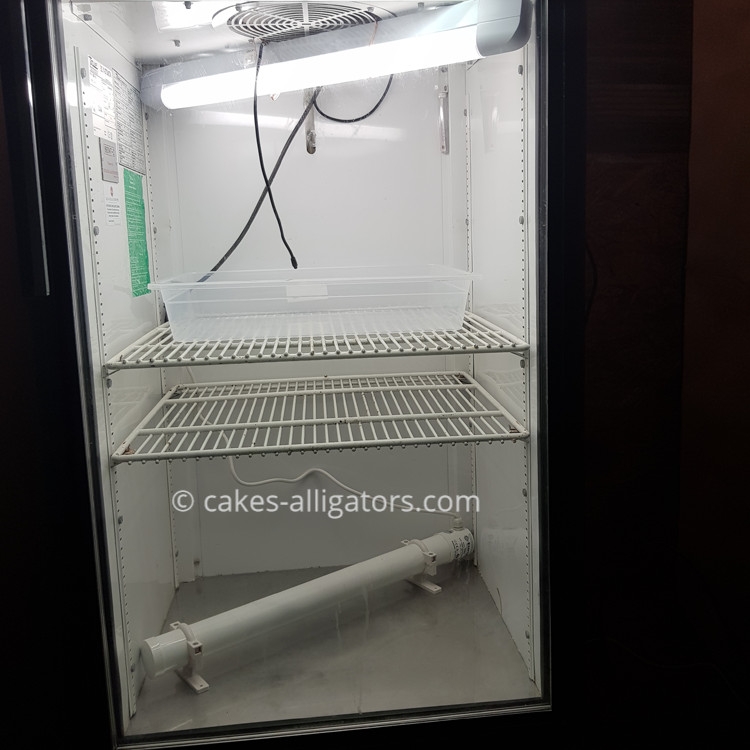 Our incubator for Chinese Alligator Eggs