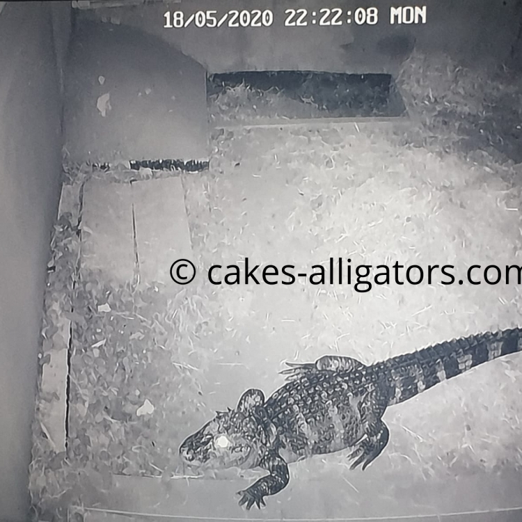 Nova the Chinese Alligator near her nest