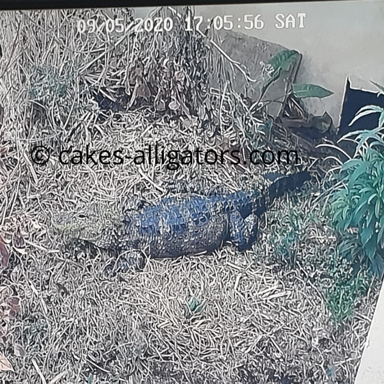 Bonnie the Chinese Alligator that we believe to be gravid