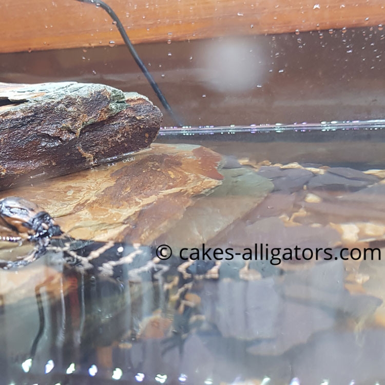 First EVER UK Born Baby Chinese Alligator Baby