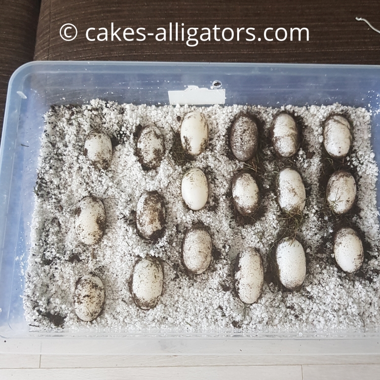 Clutch of 18 Chinese Alligator eggs