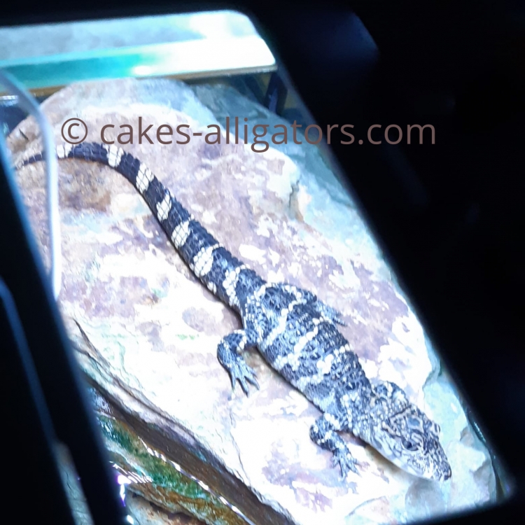 Baby Chinese Alligator sunbathing on rock