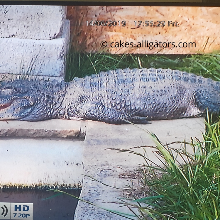 One of our Chinese Alligators just chilling