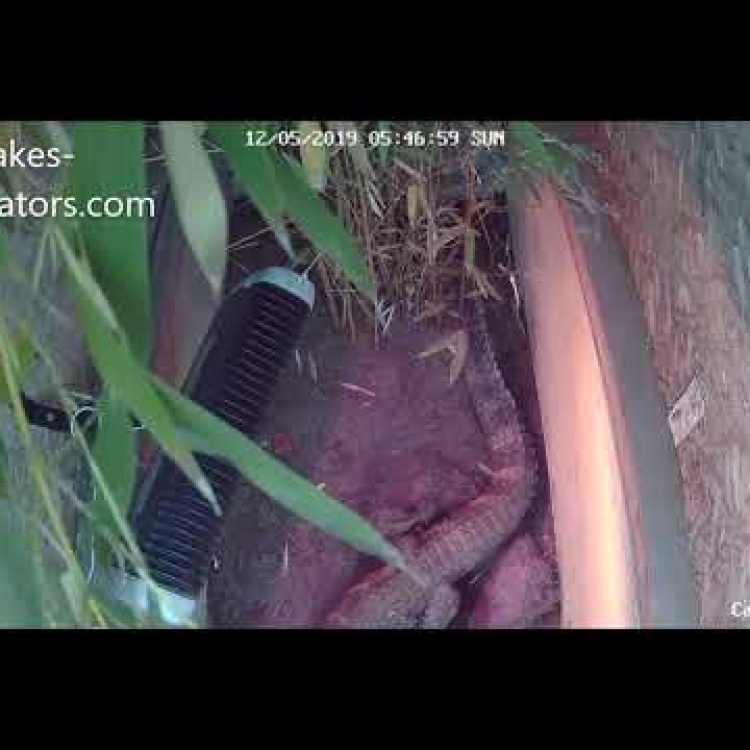 Embedded thumbnail for Chinese Alligator Building her Nest