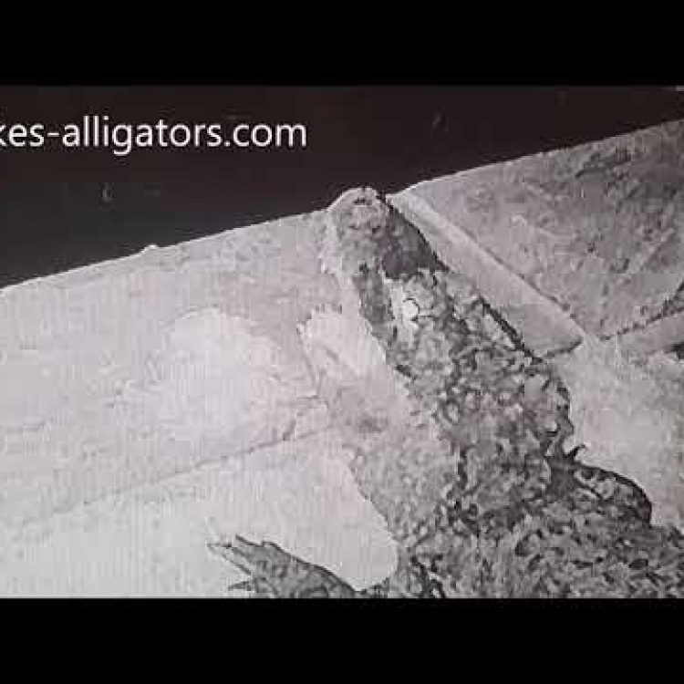 Embedded thumbnail for Sleepy Chinese Alligators