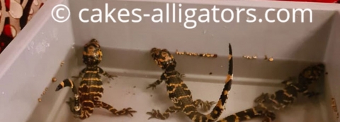 3 Baby Chinese Alligators in water