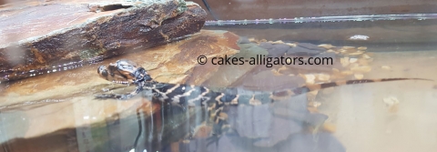 First ever Chinese Alligator baby to be born in the UK