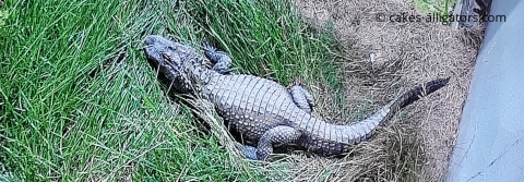 A Chinese Alligator in the Grass