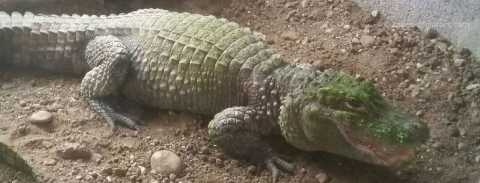 Chinese Alligator Closeup