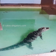 Attempting to breed our Chinese Alligators