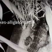 Chinese Alligator scraping in order to make her nest