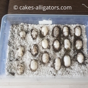 Chinese Alligator Eggs, believed to be the first eggs layed in the UK