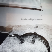 Chinese Alligator waking up from hibernation