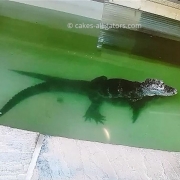 Two of our Chinese Alligators breeding in the water