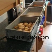 21 freshly laid Chinese Alligator eggs in a tub