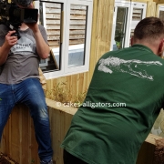 TV crew filming introduction of male and female Chinese Alligators